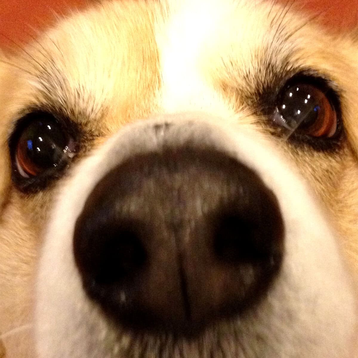 Close-up of Eden, a beloved Welsh Corgi and the namesake of EdenWave – a treasured soul behind the brand, whose spirit lives quietly in every wave