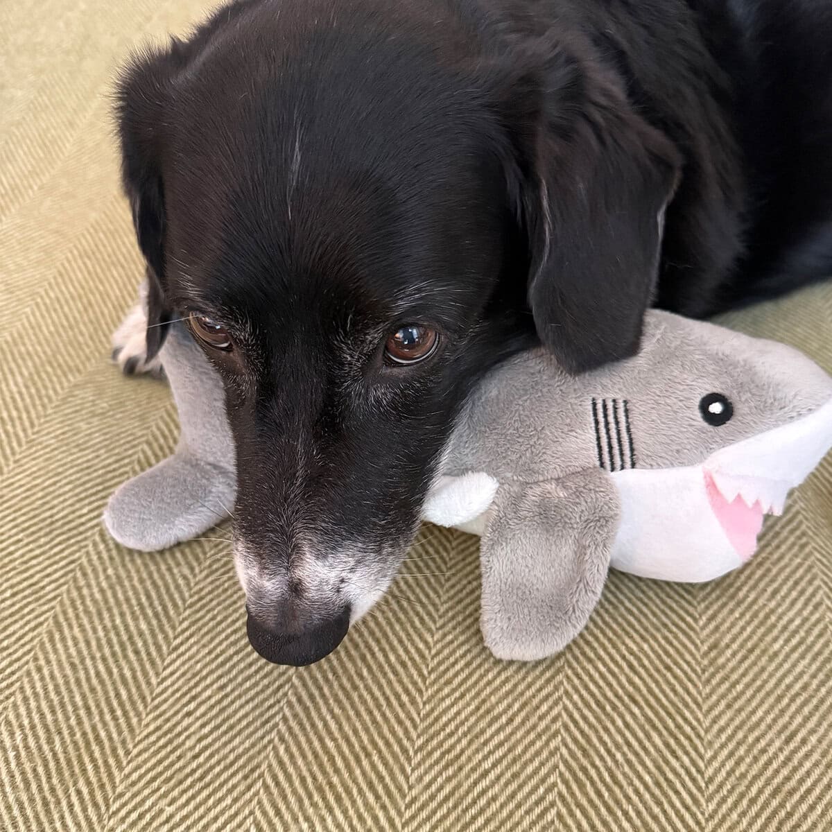 Black dog resting gently on a plush shark toy by Ancol – EdenWave