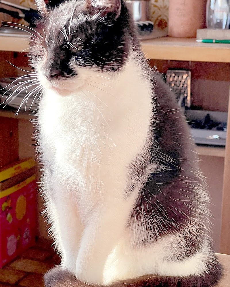 Black and white cat named Ken sitting by the window in a cozy country house, sunlight shining on his fur – EdenWave Contact Page