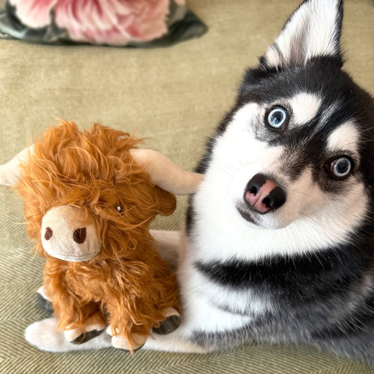 Cute Pomsky dog cuddling a plush highland cow toy on a cozy indoor rug – EdenWave