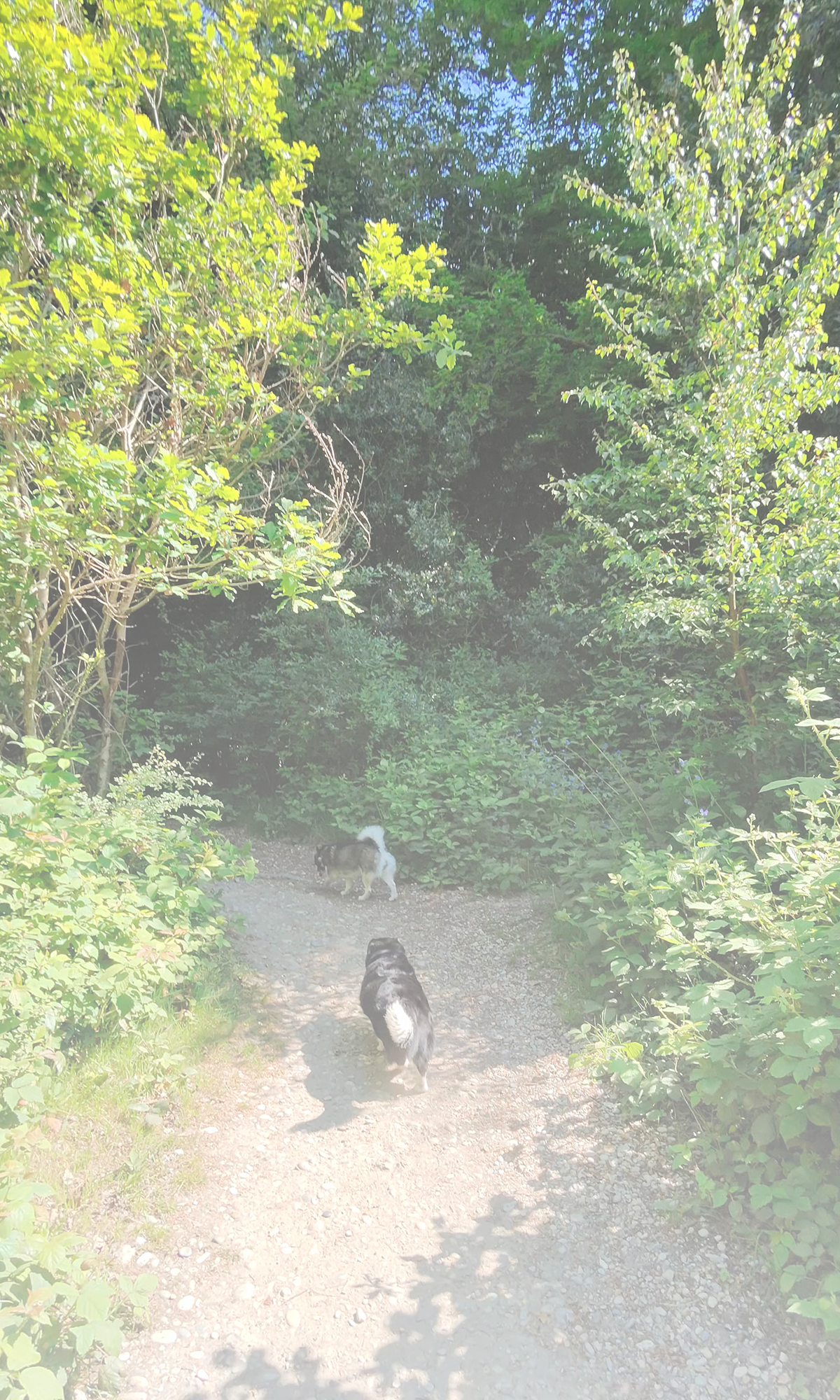 Two dogs walking through a sunlit forest path in summer, fading softly into the background – EdenWave