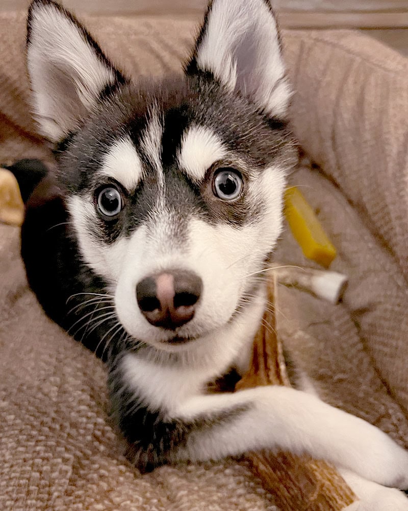 Momo, our adorable Pomsky puppy mascot, relaxing at home – EdenWave Contact Us page