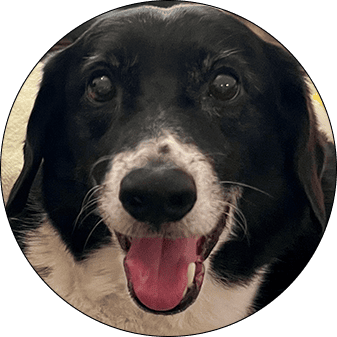 Momo the Pomsky dog, circular profile photo