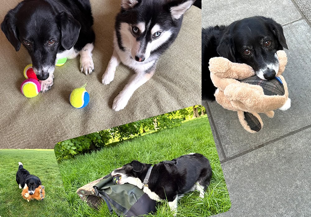 Collage of Harrue, a Welsh Corgi and Border Collie mix, and Momo, a Pomsky dog, playing with toys and outdoors
