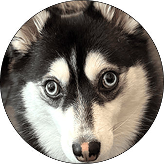 Momo the Pomsky dog, circular profile photo