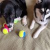 Ball_Haruue_Momo copy Two dogs next to colourful Ancol Playtime tennis balls