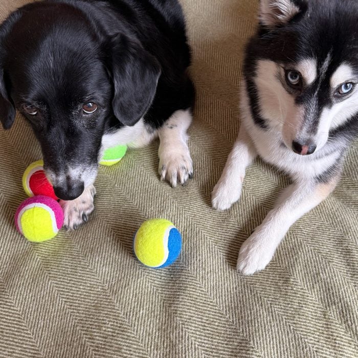 Ball_Haruue_Momo copy Two dogs next to colourful Ancol Playtime tennis balls