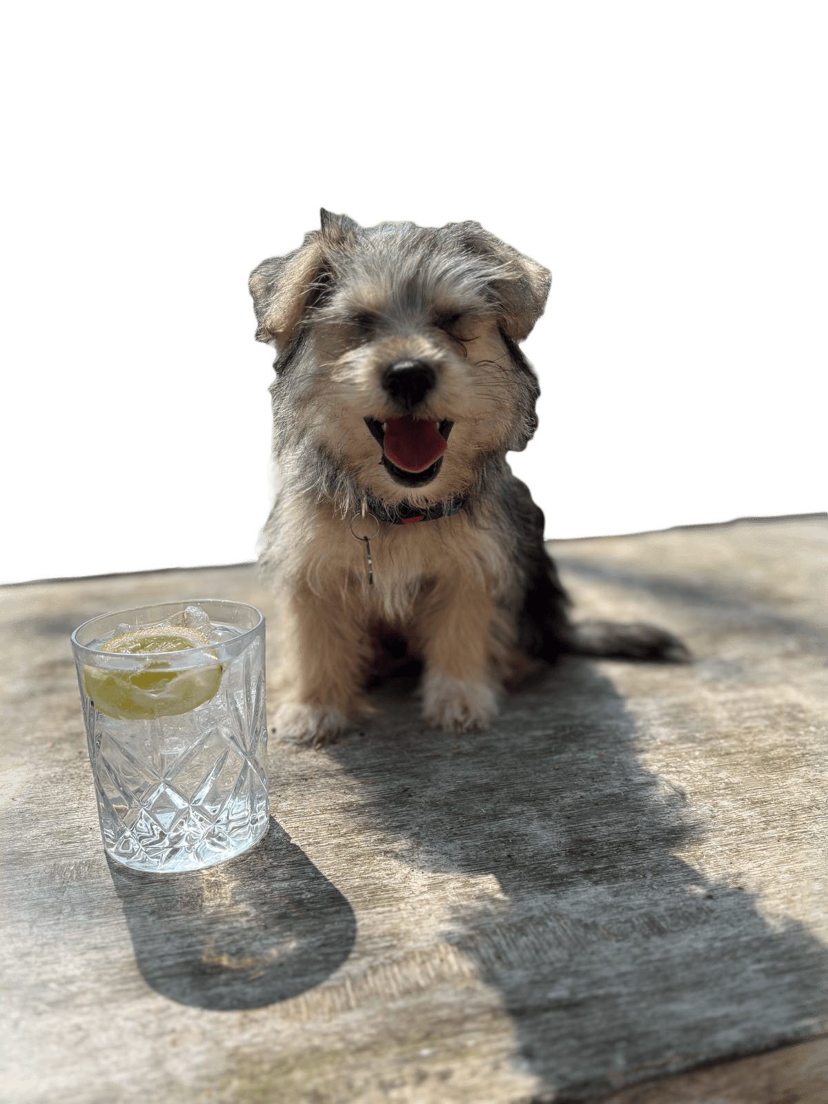 Smiling puppy Morsy with a glass of lemonade on a wooden table