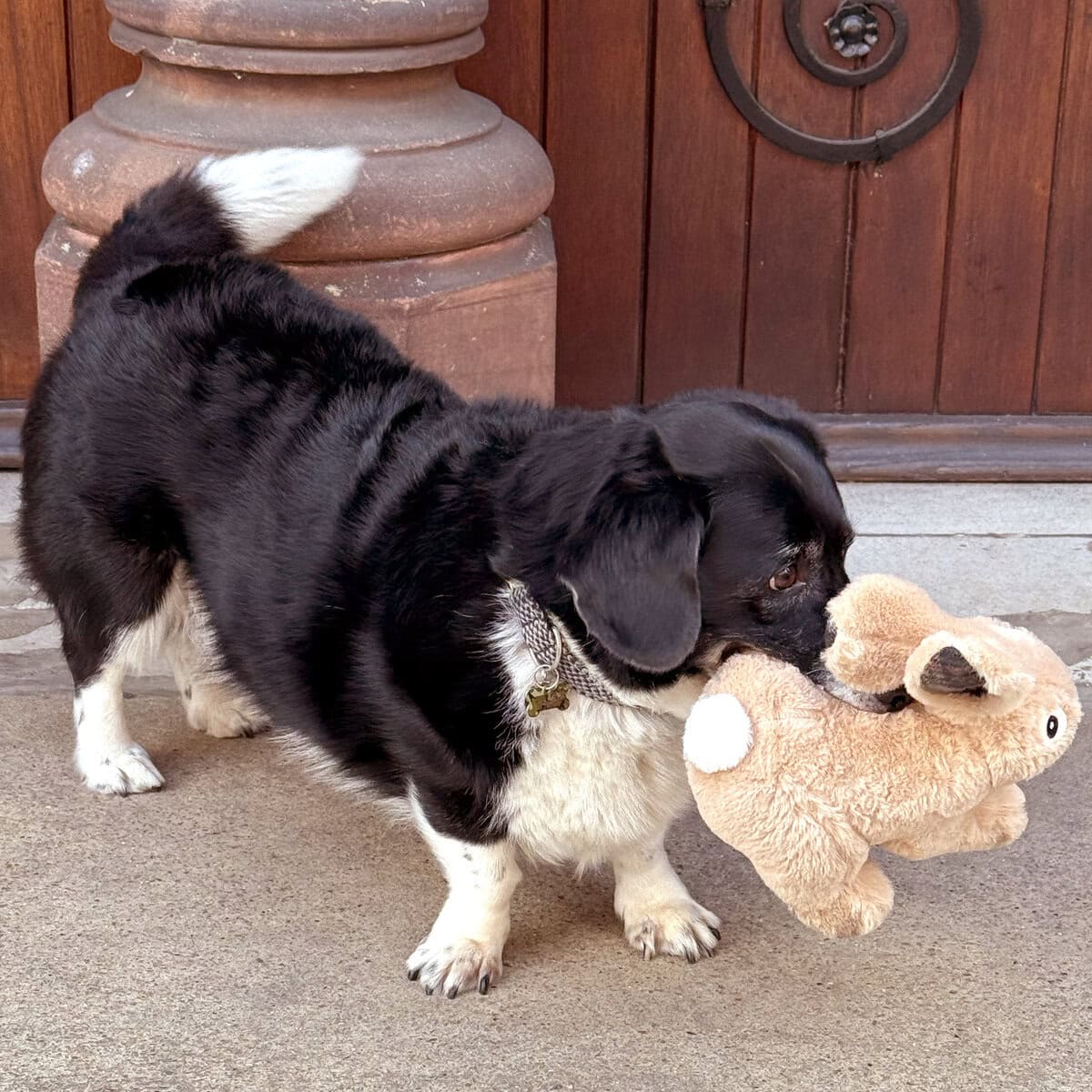 AN-DOG-0004-Tartan Bunny_Harrue copy edium-sized black and white dog holding The Heritage Collection Tartan Bunny plush toy in its mouth, outdoor setting.