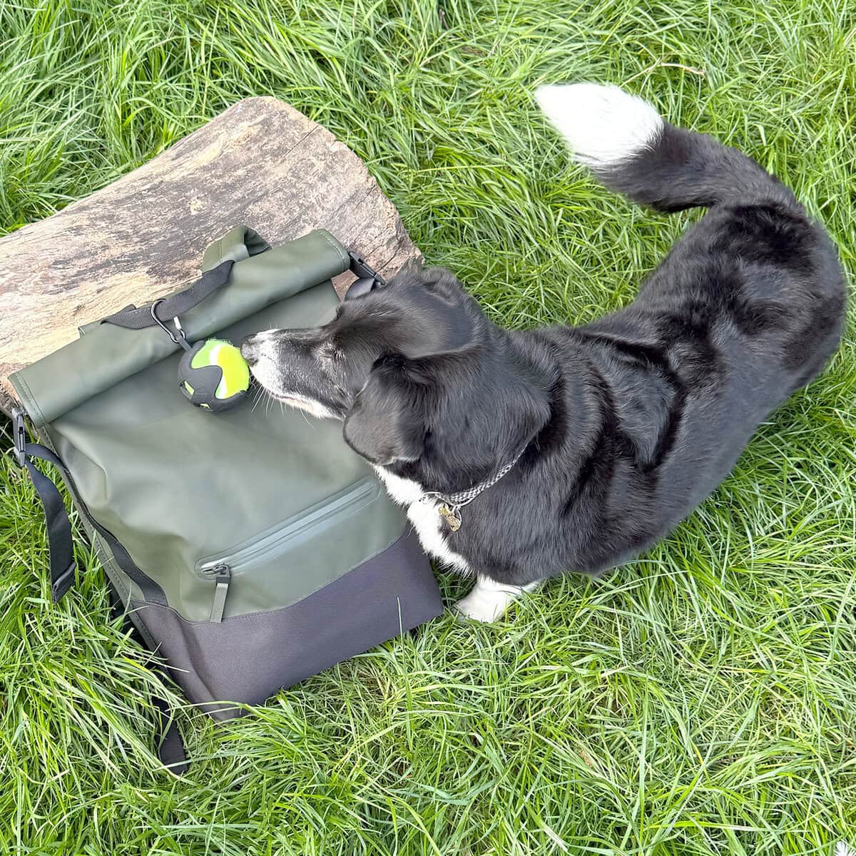 CP-DOG-0002_Ball Holdder_Harrue copy Dog eager to play with a tennis ball carried in the Cocopup London Tennis Ball Holder, clipped to a backpack on the grass.