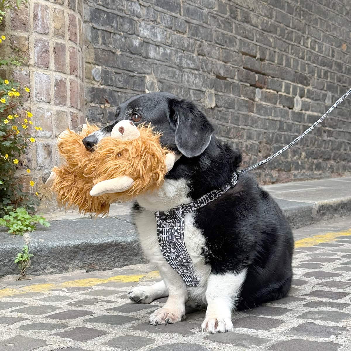 HW-DOG-0002-ML_Dog Harness_ Harrue copy Dog wearing the Hiro + Wolf Bow Wow Haus harness and lead set in black and white geometric print, holding the Ancol Heritage Fergus Highland Cow plush toy in its mouth, sitting outdoors on a cobbled street.