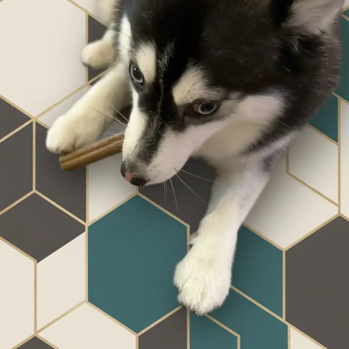 Pomsky dog with dental stick on stylish hexagonal tile background