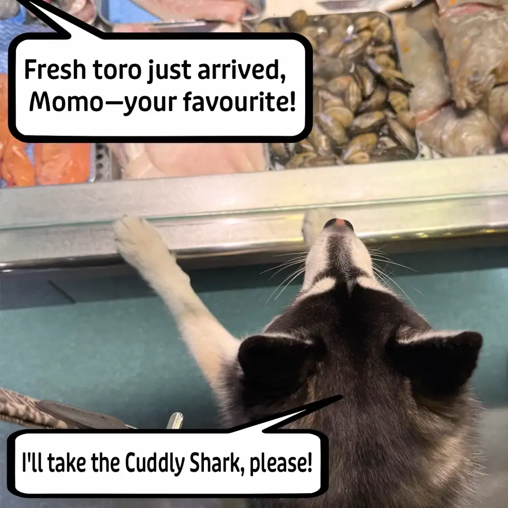 Momo the Pomsky reaching towards a fish counter with comic speech bubbles - fishmonger offers fresh toro, but Momo requests the Cuddly Shark toy instead