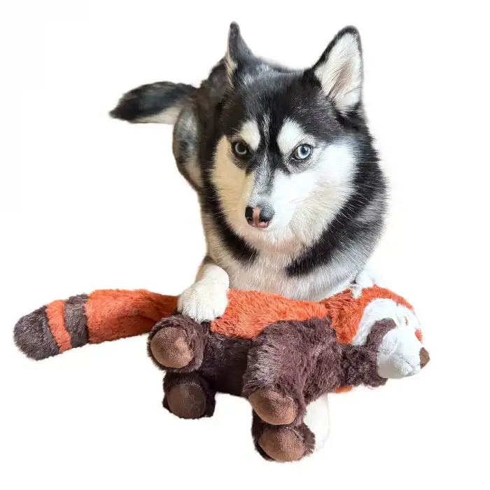 Husky dog playing with Rosa Red Panda recycled plush toy by Ancol