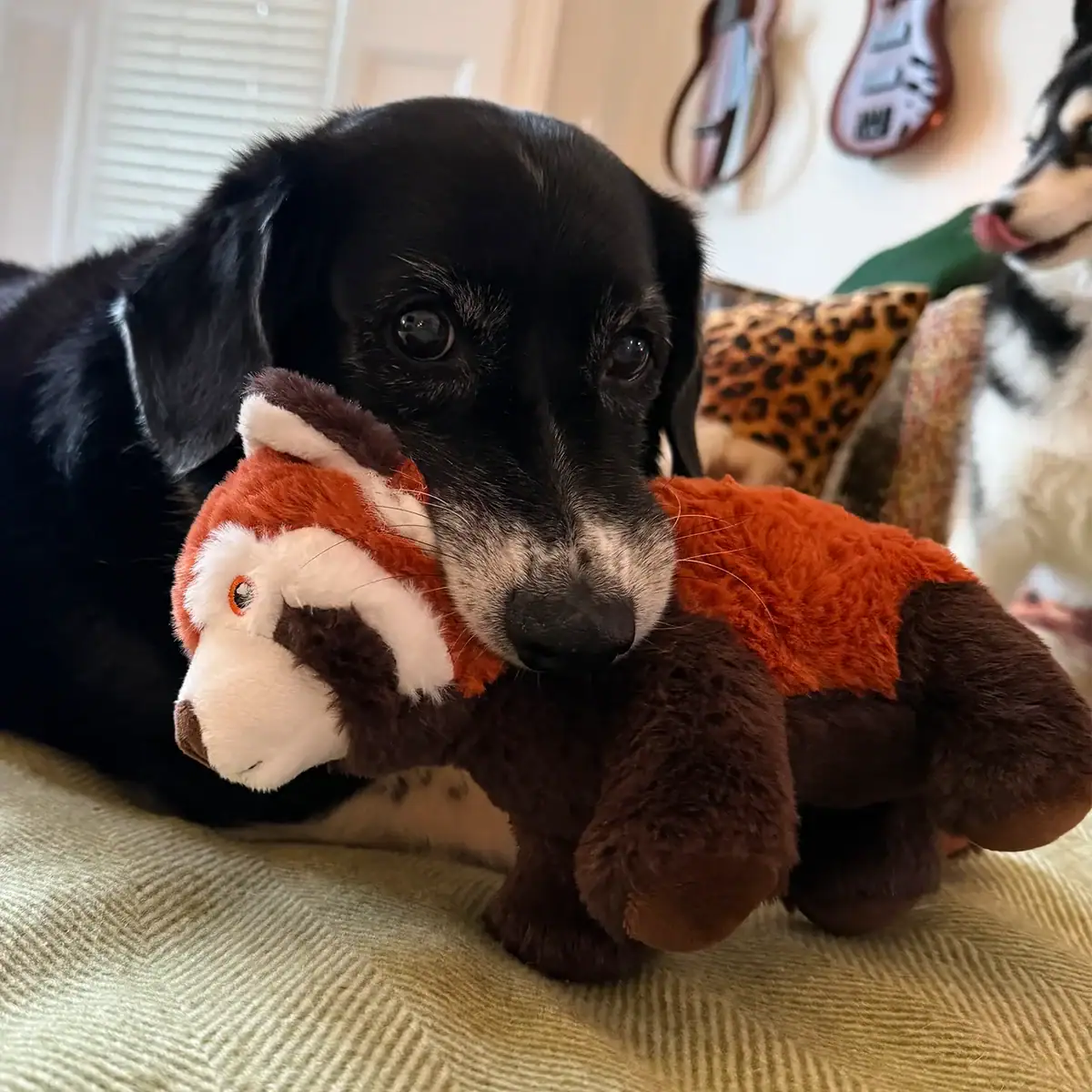 Harrue, a black and white Border Collie–Corgi mix, cuddling an Ancol red panda plush toy on the sofa, with Momo peeking in from the right