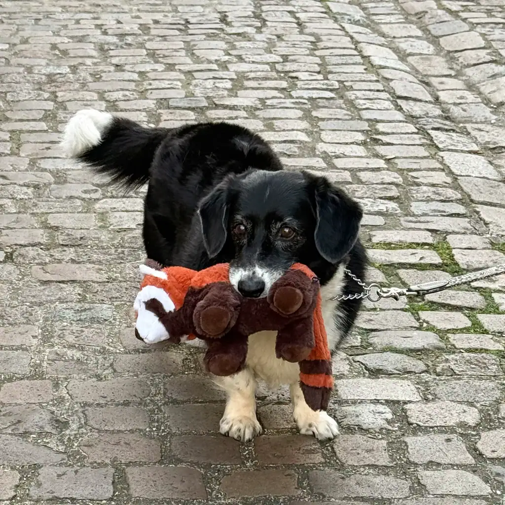 Harrue, a black and white Border Collie–Corgi mix, carrying an Ancol red panda plush toy on a cobbled street